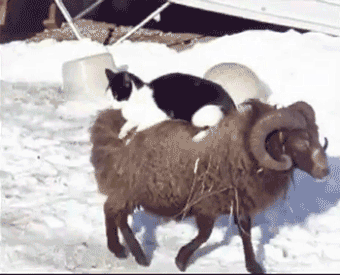b6e9149d248efc60b99e3a43ee801fe2.gif