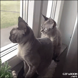 one-of-the-guards-fell-asleep-on-the-windowsill