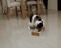 if-it-fits-i-wait-stopstopstopstopstop-23121.gif