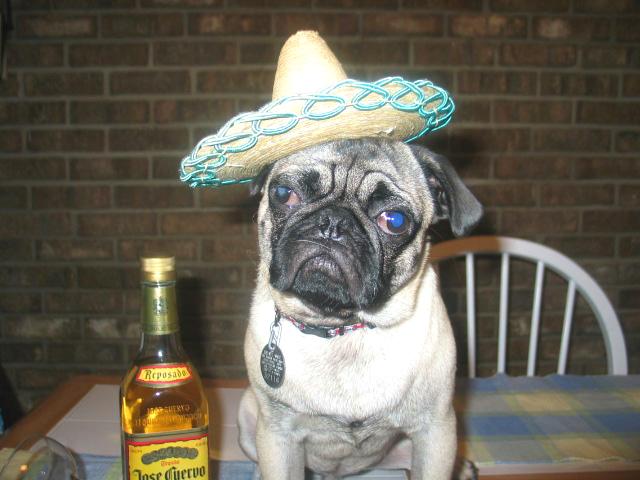 party_pug.jpg