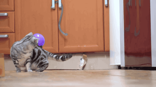 AAjFDqp.gif
