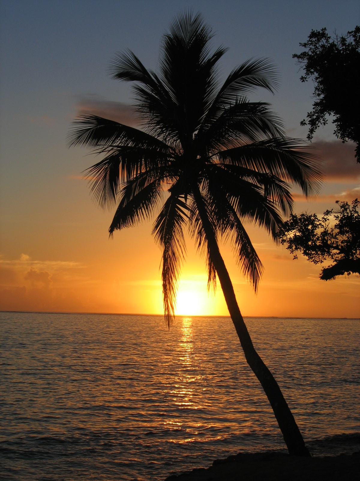 Sunset_with_coconut_palm_tree,_Fiji.jpg