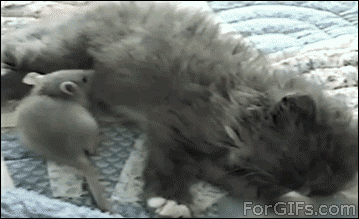 cat-mouse