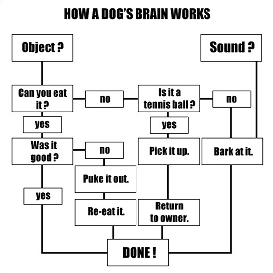 chart_dog-brain-function.jpg