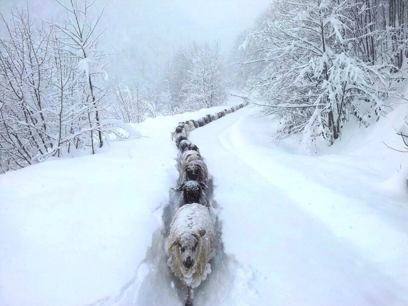 single-file-snow-sheep.jpg