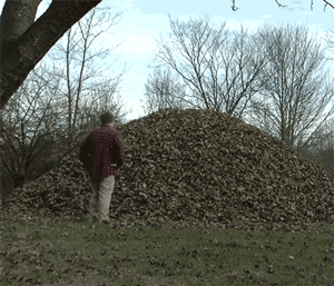 ani_leaf-pile-jump.gif