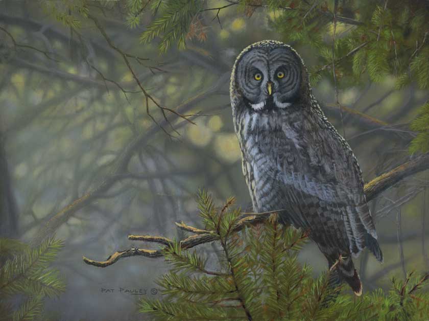 01On-My-Own---Great-Gray-Owl.jpg