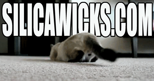 1ppDk.gif