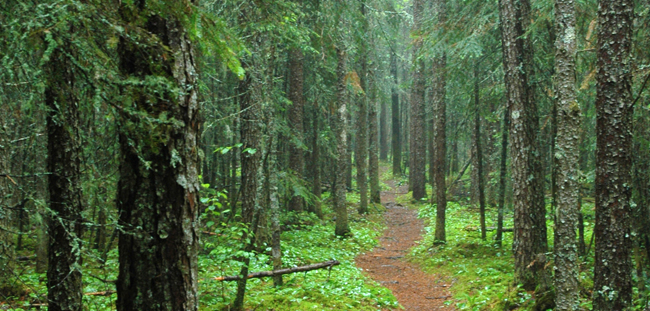 hiking-650x300.jpg