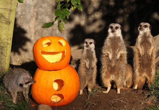 halloween-at-blair-drummond-safari-park-8.jpg