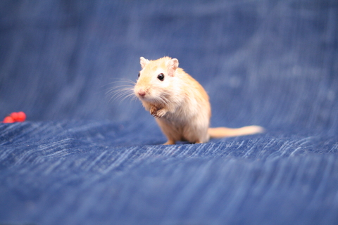 owning_a_pet_gerbil3.jpg