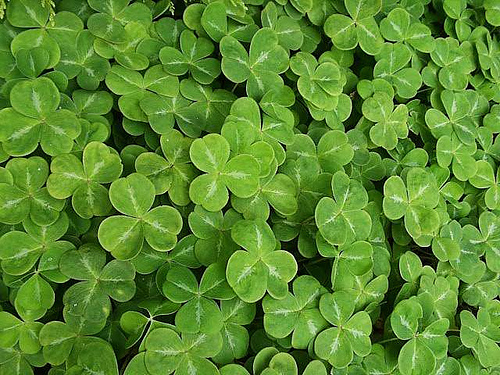 shamrocks-13363.jpg
