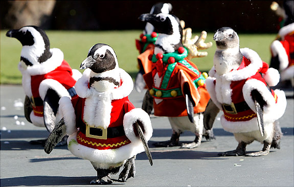 March-of-the-Christmas-Penguins-01.jpg