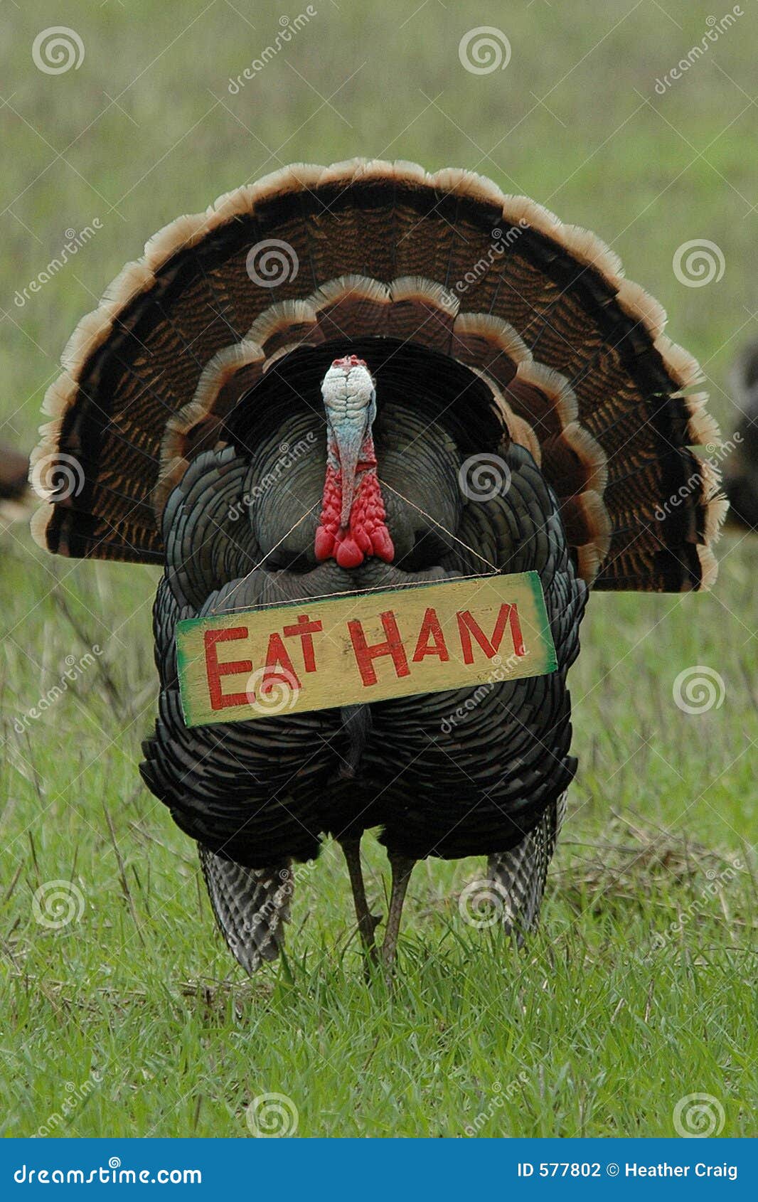 thanksgiving-humor-eat-ham-turkey-577802.jpg