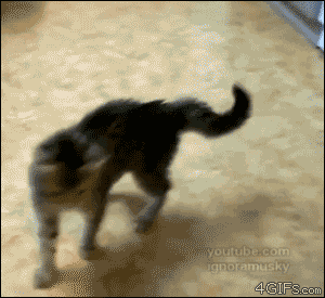 fOyIUlu.gif