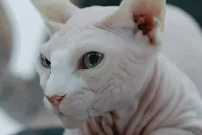 ScaryCat.gif