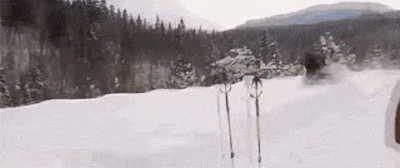 moose-on-the-loose