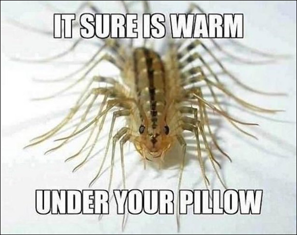 pillow-centipede.jpg