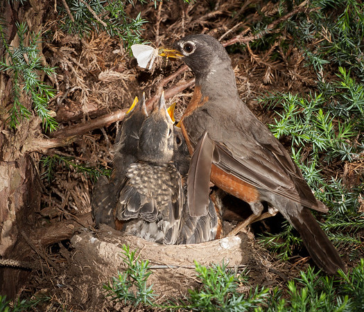 CRW_4243-M.jpg
