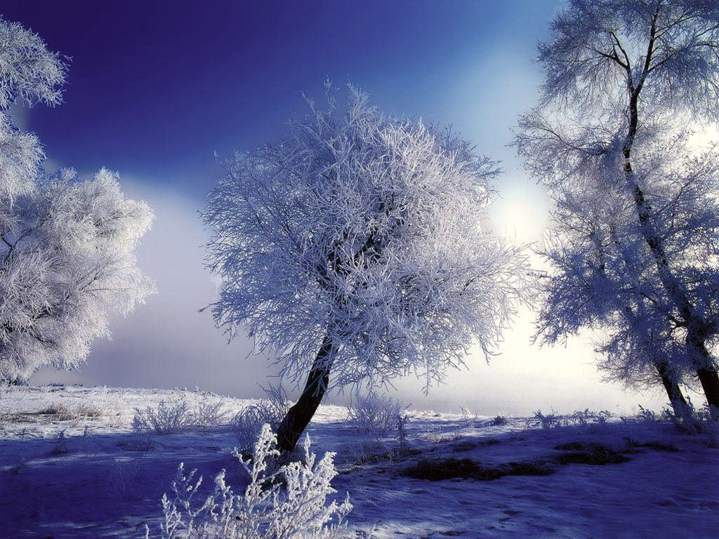 Icy%2Btrees.jpg