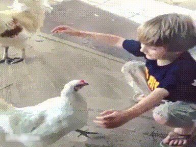 chick-magnet