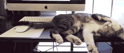 gifs_19.gif