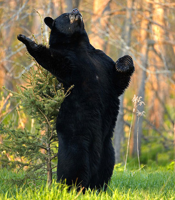 funny-bears-doing-human-things-34.jpg
