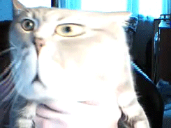 webcams-are-weird