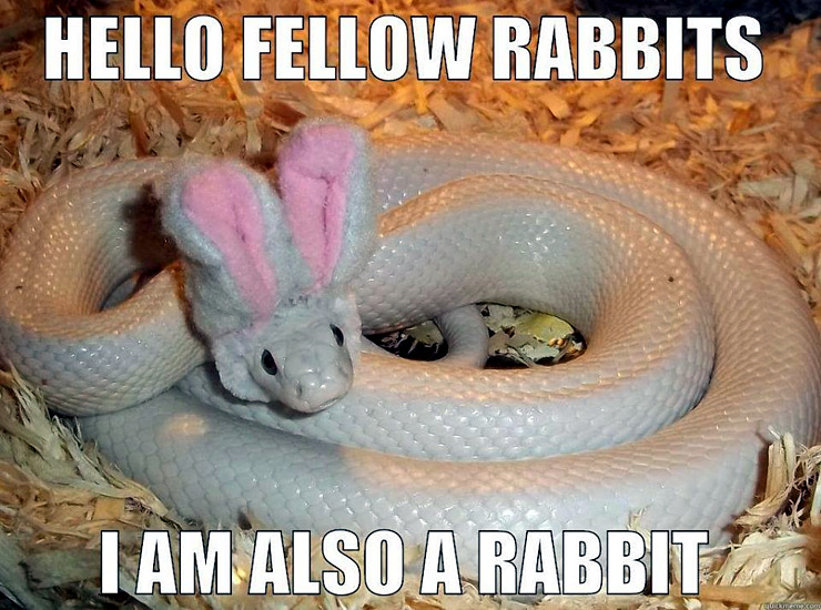 snake-is-rabbit.jpg