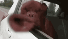 tenor.gif