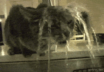 29405161845a6f583ab6b416b94b1100.gif