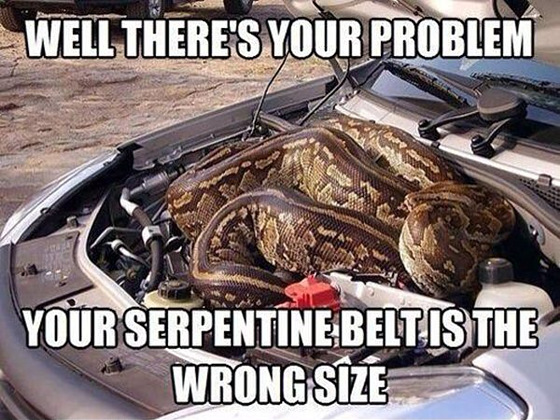 snake-serpentine-belt.jpg