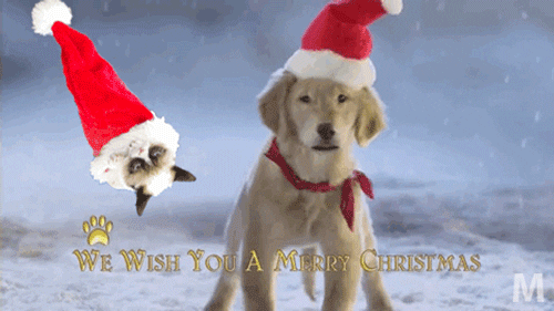 giphy.gif
