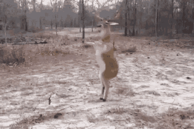 deer-dance.gif