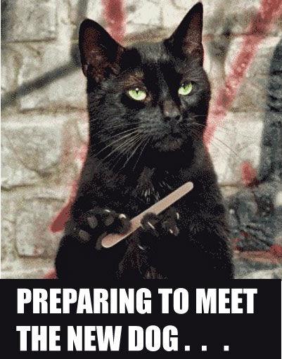 cat-preparing-to-meet-the-new-dog.jpg