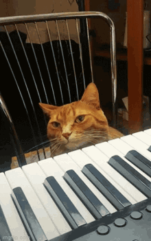 funny-cat.gif