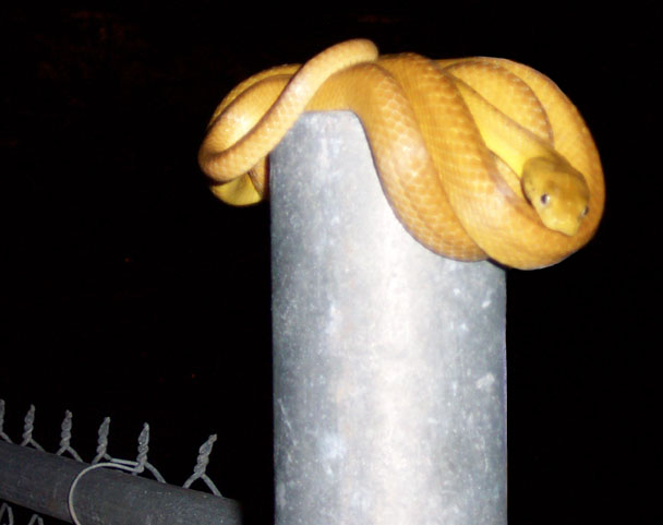 Snake_browntree.jpg
