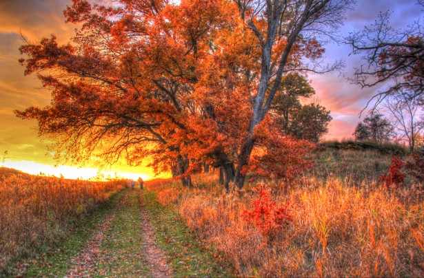 sunset-behind-trees-at-trail.jpg