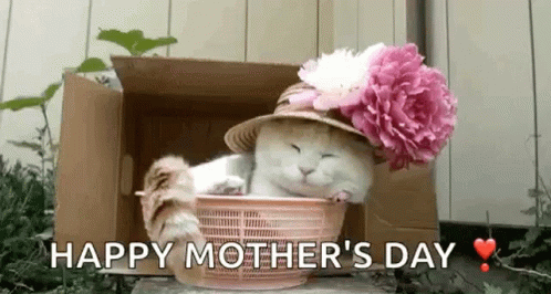 cute-cat-cat.gif