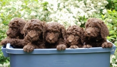 StandardPoodlesBijouPuppiesBin.jpg