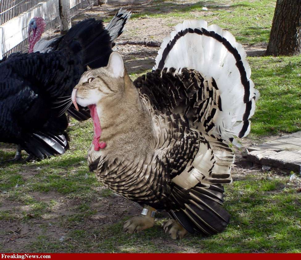 catturkey34123.jpg