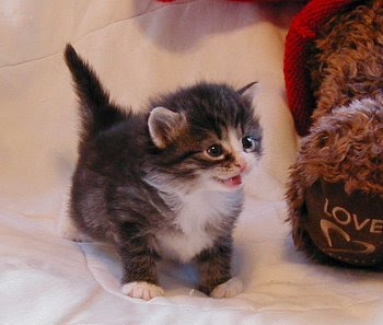 cute%2Bkitty.jpg