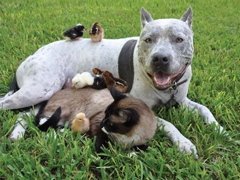 Animal-Friendships-02-DogCatChicks-sl.jpg