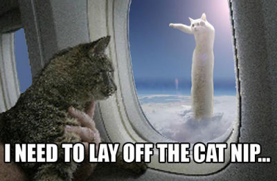nip_plane.jpg