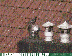 take-it-around-town-pigeon