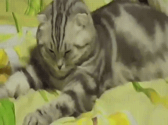 lMQUkP7rOSdiw.gif