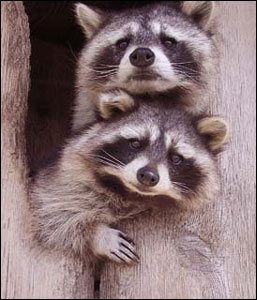 _44332202_racoon.jpg