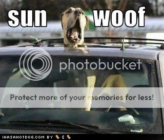 funny-dog-pictures-sun-woof.jpg