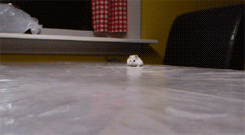 flat-hamster-to-the-rescue