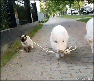 4e64d54d7b7432d2eb61873b68551eaf.gif